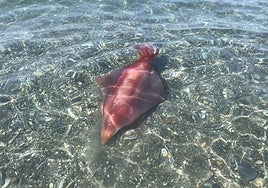 A closer look at this not-so-giant squid at Playa Granada.