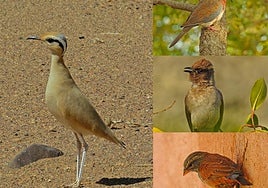 Cream-colored Courser (l), Laughing Dove (top right); Common Bulbul (middle right) and House Bunting (bottom right).