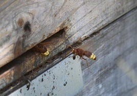 Oriental hornet.
