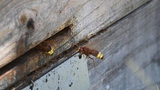 Agricultural association warns of speed of spread of oriental hornet and threat to honey production