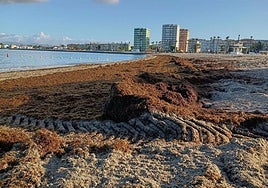 Great swathes of this algae pile up on these beaches.