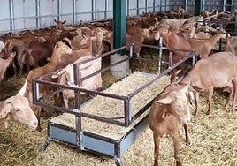 Image of a goat farm in Malaga.