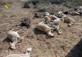 Dead sheep after drinking water in Benifaió.