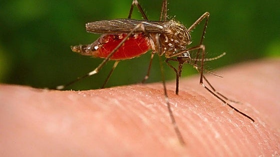 High levels of potential carriers of West Nile virus detected in parts of Andalucía