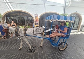 Donkey taxi service operating in the streets of Mijas (file image).