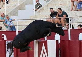 The bull leaping the barrier
