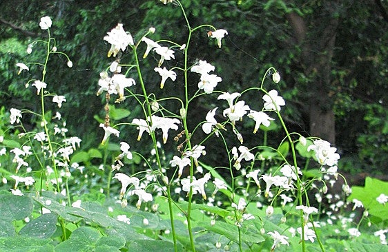 Recommended for your garden in the south of Spain: The inside-out flower