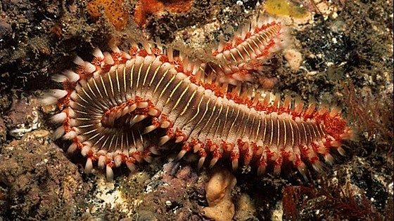 Increasing numbers of fireworms pose a new threat on Spanish beaches