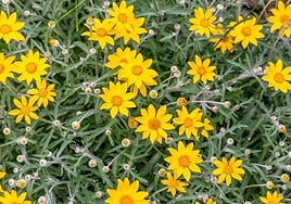 Eriophyllum lanatum.