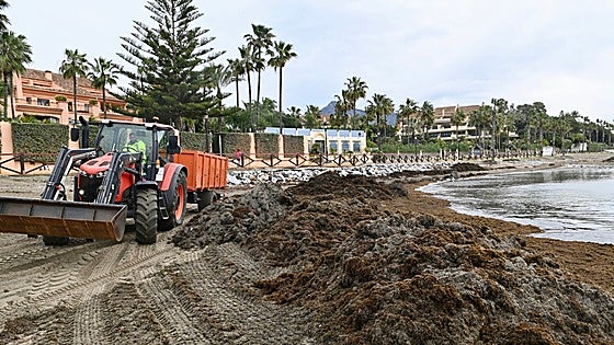 Marbella businesses tackle seaweed problem