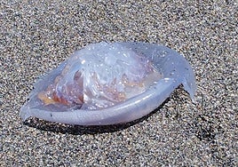 Jellyfish on the beach of Salobreña.