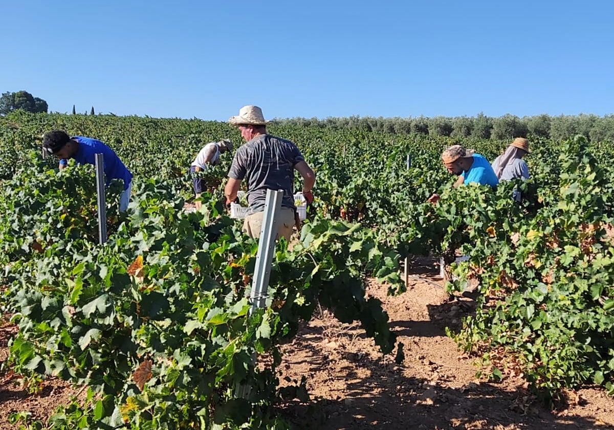 Imagen principal - In the fields and in the bodega.
