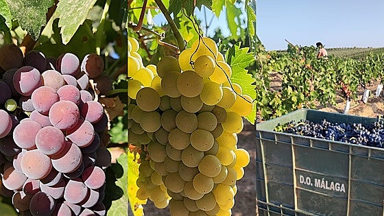 Doradilla and Romé: little-known grape varieties local to Malaga