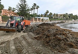 Municipal workers remove around 75 tonnes of invasive algae from the beaches of Marbella and San Pedro every day.