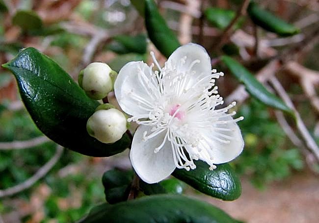 The flower of Luma apiculata.