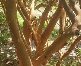 Luma apiculata.