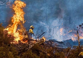 Land scorched by forest fires in Andalucía this summer is below average for last decade