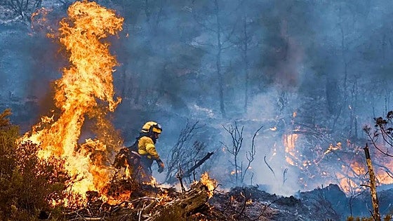 Land scorched by forest fires in Andalucía this summer is below average for last decade