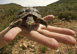 Archive image of a spur-thighed tortoise returned to its natural environment.