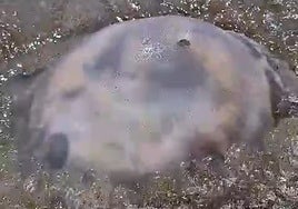 Giant jellyfish seen this Thursday in Marbella.