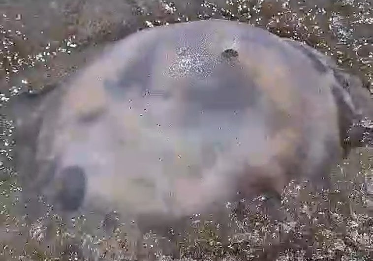 Giant jellyfish seen this Thursday in Marbella.