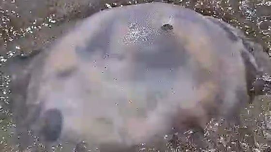 Arrival of giant jellyfish alarms bathers on Costa del Sol beach