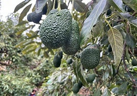 Avocados growing on a plantation in Malaga province.