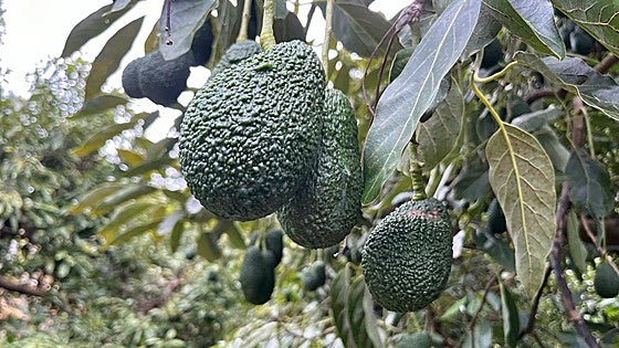 Environmentalists warn against the 'agricultural extractivism' of Malaga’s subtropical crops