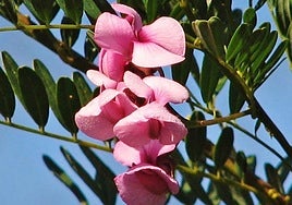 Virgilia divericata.