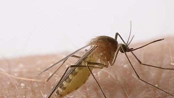 Eleven new cases of West Nile virus confirmed in Andalucía