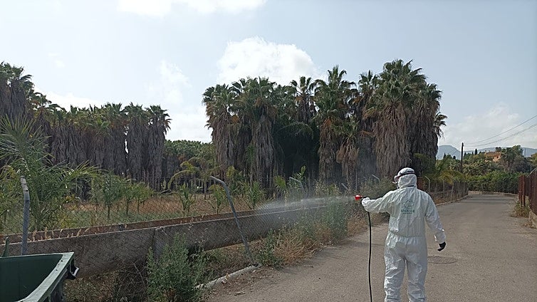 Malaga town ramps up measures to prevent spread of mosquito-borne West Nile virus