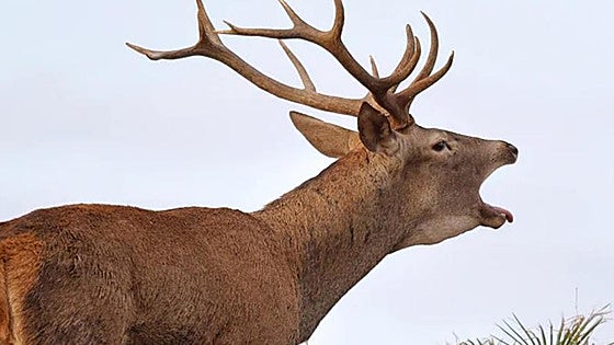 Deer rutting season arrives in the south of Spain with bellowing stags and a battle of antlers