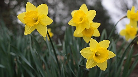 Recommended for your garden in the south of Spain: Autumn bulbs