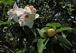 Cordia boissieri flowers and fruit.