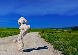 Cristina Lucas's art installation: You can walk too, 2006.