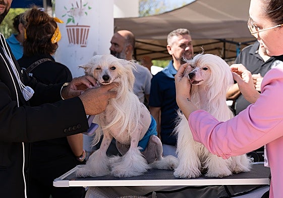 More than 70 breeds of dogs participated.