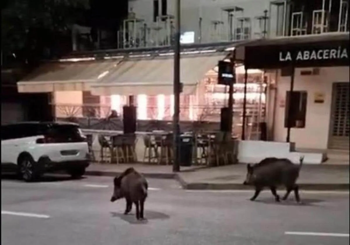 Wild boar roam the streets of the Cerrado de Calderón shopping area.