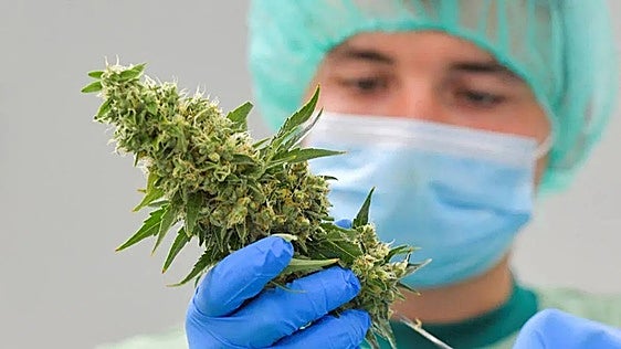 Spain to legalise cannabis to treat chronic pain and effects of chemotherapy