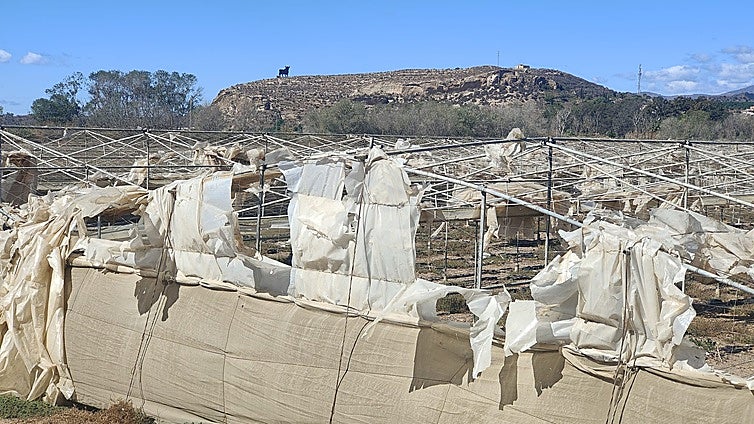 Environmentalists warn of abandoned greenhouse that they say is polluting Costa del Sol river