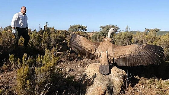 Birds of prey return to skies above Andalucía after recuperation at rescue centre