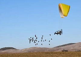 A population of 37 breeding pairs has been maintained in Cadiz province.