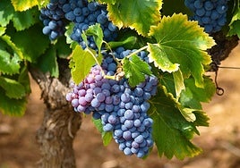 Wines from Malaga province are booming after years of hard graft