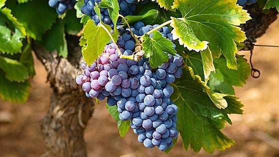 Wines from Malaga province are booming after years of hard graft