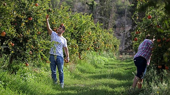 Junta announces new 130-million-euro aid package for young farmers in Andalucía