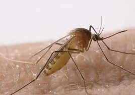 Mayor calls for calm after mosquito-borne West Nile virus detected in two horses in north of Malaga province