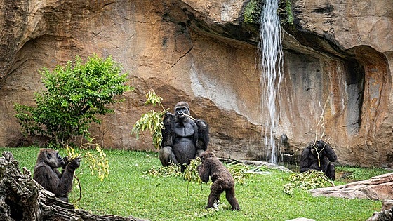 Bioparc Fuengirola: The world's tropical rainforests come to the Costa del Sol