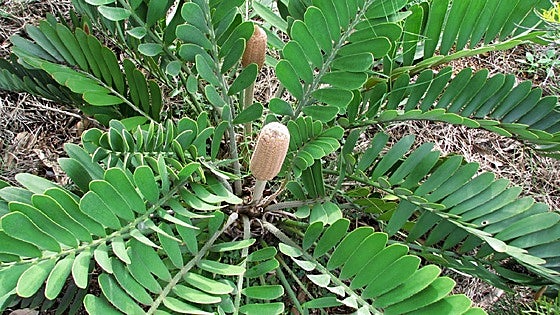 Recommended for your garden in the south of Spain: Cardboard palm