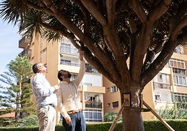 The councillor assesses the condition of the dragon tree in its new location.