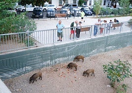 'Cerdalíes', pigs crossed with wild boars, have become a regular sight in the Guadalmedina riverbed in Ciudad Jardín. Feeding them is banned.