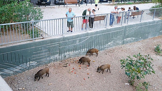 Wild boar numbers up sevenfold in Malaga leading to serious environmental and health concerns